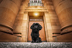 black Havanese