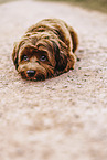 young Havanese