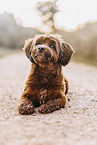 young Havanese