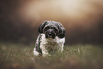 female Havanese