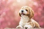 Havanese