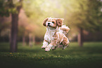 Havanese