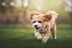 Havanese