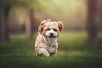 Havanese