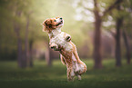 Havanese