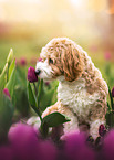 Havanese