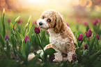 Havanese