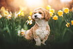Havanese