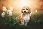 Havanese