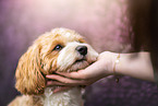 Havanese