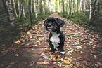 Havanese
