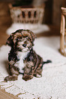 Havanese Puppy