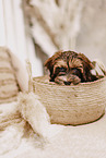 Havanese Puppy