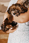 Havanese Puppy