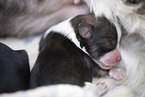 Havanese Puppy