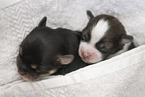 Havanese Puppies