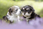 Havanese Puppies