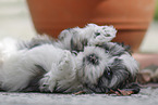 Havanese Puppy