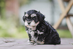 Havanese Puppy