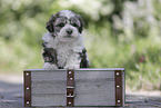 Havanese Puppy