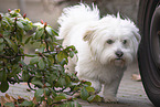 Havanese