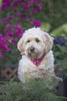 Havanese