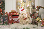Havanese