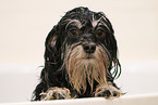 Havanese