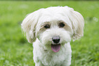 Havanese