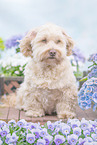 Havanese
