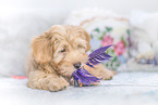 Havanese Puppy