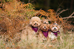 Havanese and Poodle