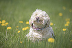 male Havanese