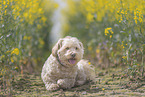 male Havanese