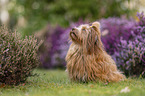 Havanese