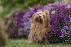 Havanese