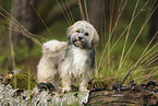 Havanese