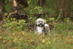 Havanese