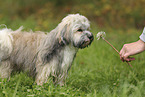 Havanese