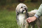 Havanese
