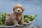 Havanese Puppy
