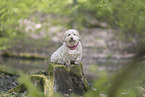 Havanese