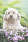 Havanese
