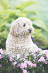 Havanese