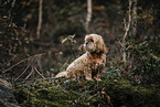 Havanese