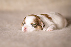 Havanese puppy