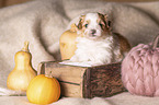 Havanese puppy