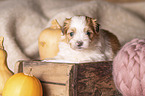 Havanese puppy