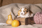 Havanese puppy