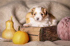 Havanese puppy